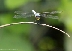 Chalcostephia flavifrons