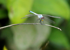 Chalcostephia flavifrons