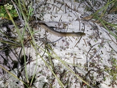 Lycodonomorphus inornatus