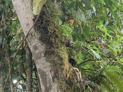 Troglodytes solstitialis