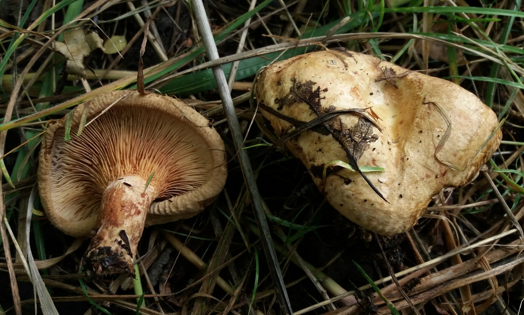 Paxillus involutus · September 2018 · photo: © ninacourlee (iNaturalist, cc-by)