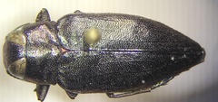 Actenodes davidi
