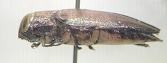 Actenodes davidi