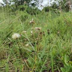 Senecio speciosus