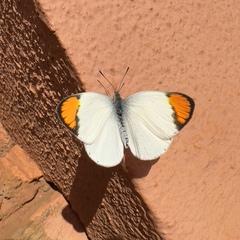 Colotis evanthe evanthe