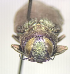 Actenodes davidi