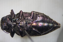 Actenodes davidi