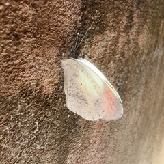 Colotis evanthe evanthe