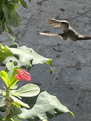 Mellisuga minima