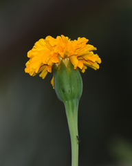 Tagetes erecta