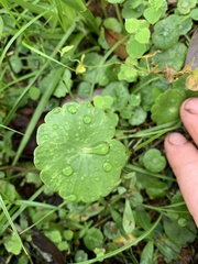 Hydrocotyle umbellata