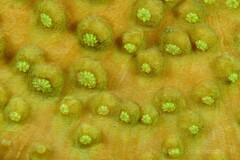 Mycedium elephantotus