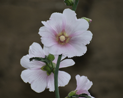 Alcea