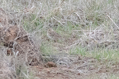 Passerculus sandwichensis