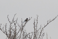 Aphelocoma californica