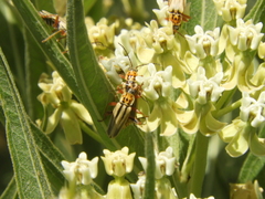 Chauliognathus scriptus