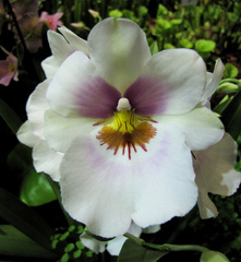 Miltoniopsis