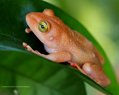 Cryptothylax greshoffii