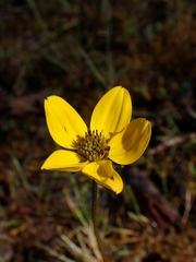Bidens serrulata