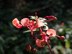 Lopezia racemosa