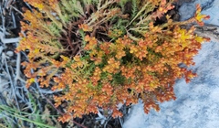 Sedum