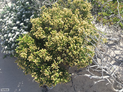 Passerina paleacea