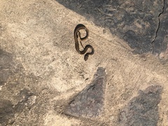 Leptodeira ashmeadii