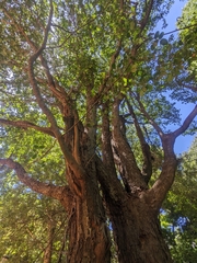 Ruprechtia laxiflora