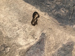 Leptodeira ashmeadii