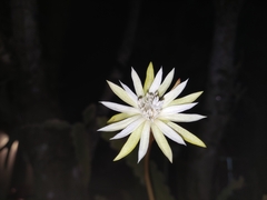 Epiphyllum phyllanthus