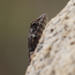 Sceloporus hunsakeri