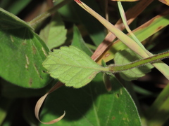 Clinopodium chinense