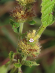 Clinopodium chinense