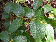 Uncaria lanosa