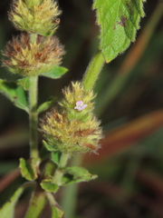 Clinopodium chinense