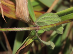 Clinopodium chinense