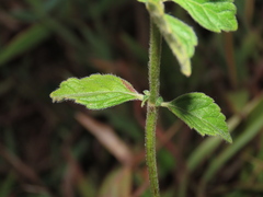 Clinopodium chinense