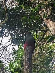 Pharomachrus fulgidus