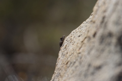 Sceloporus hunsakeri