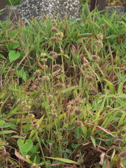 Clinopodium chinense