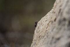 Sceloporus hunsakeri
