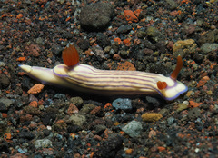 Hypselodoris whitei