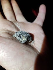 Breviceps rosei rosei