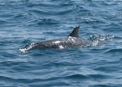 Stenella attenuata