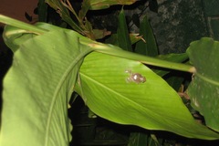 Eleutherodactylus johnstonei