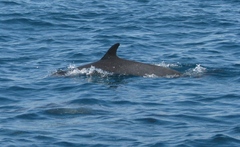 Stenella attenuata