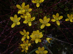 Saxifraga brunonis