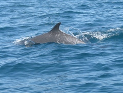 Stenella attenuata