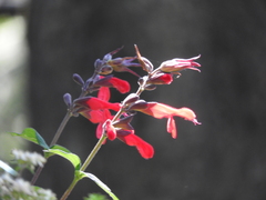 Salvia fulgens
