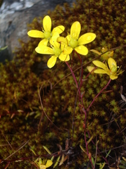 Saxifraga brunonis